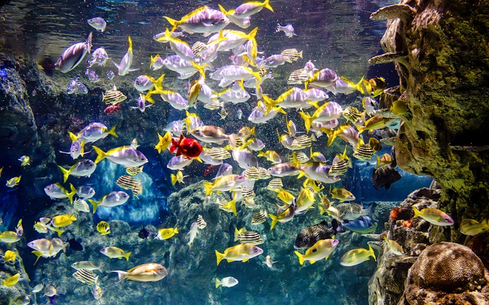 School of colorful fish swimming in SEA LIFE Brighton aquarium.