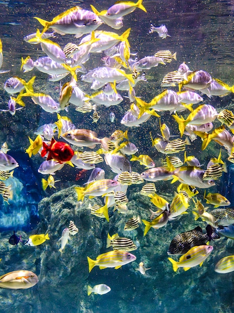 School of colorful fish swimming in SEA LIFE Brighton aquarium.