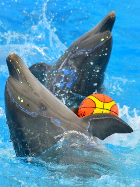 Dolphins performing with a ball at a show in Phuket.