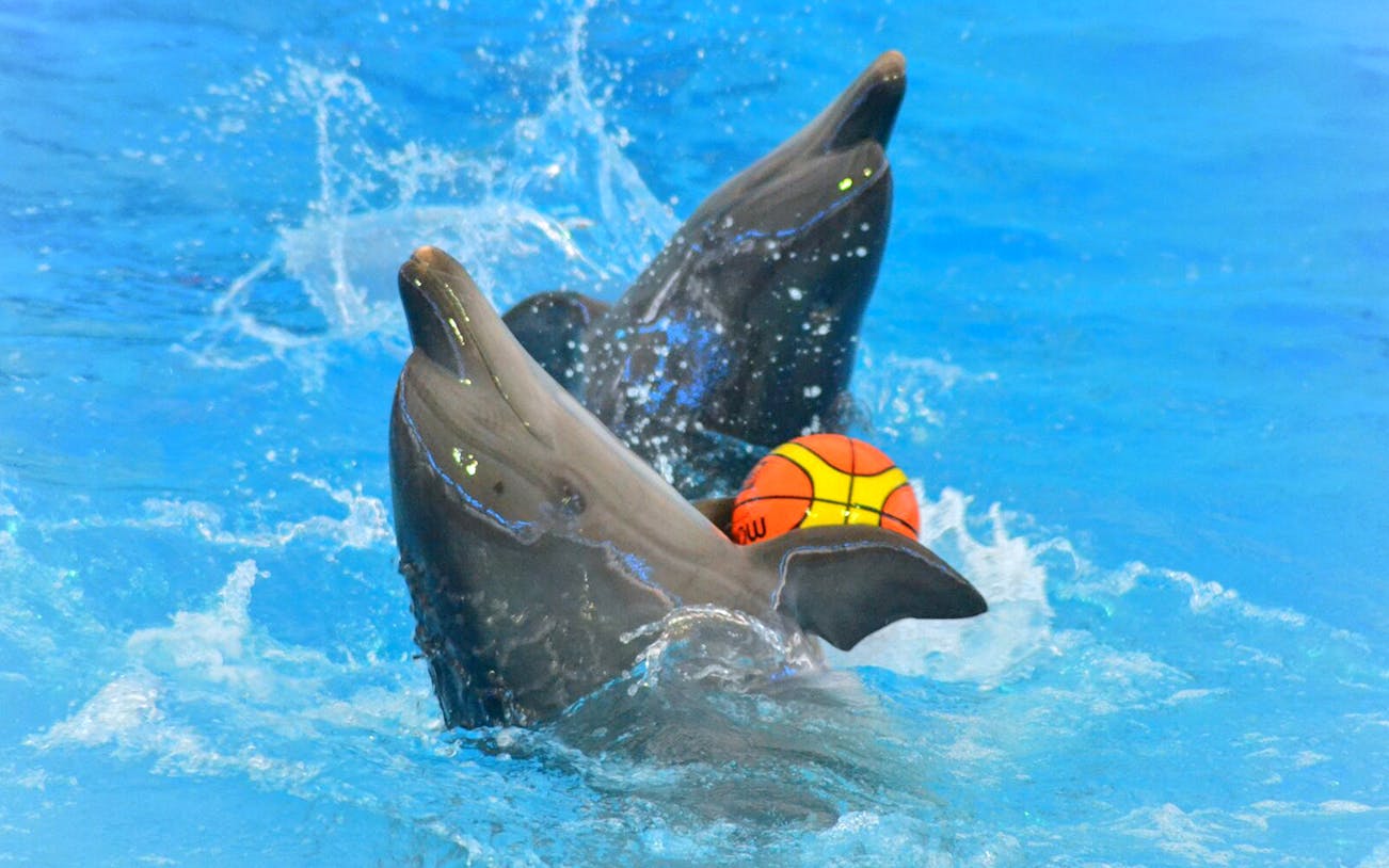 Dolphins performing with a ball at a show in Phuket.