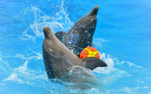 Dolphins performing with a ball at a show in Phuket.