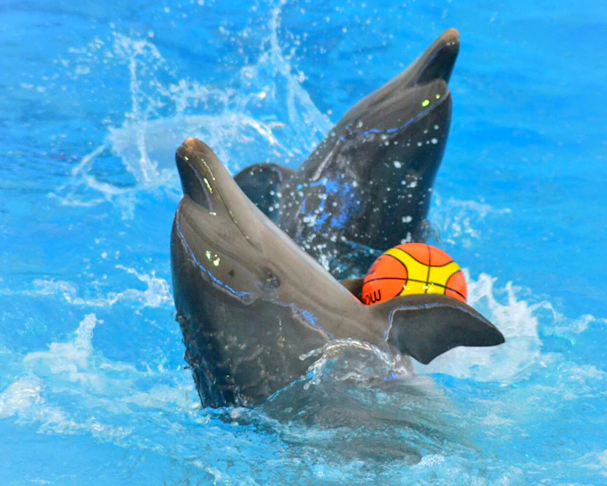 Phuket Dolphin Show Tickets: Thai Residents