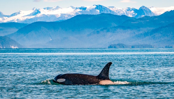 Orca swimming in the ocean with mountains in the background near Juneau, Alaska.