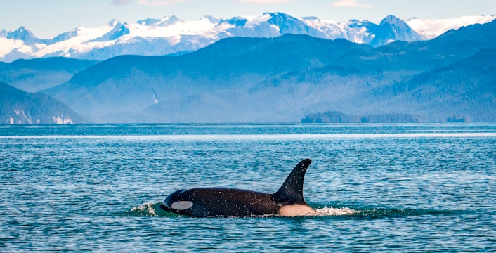 Juneau Whale Watching Tours