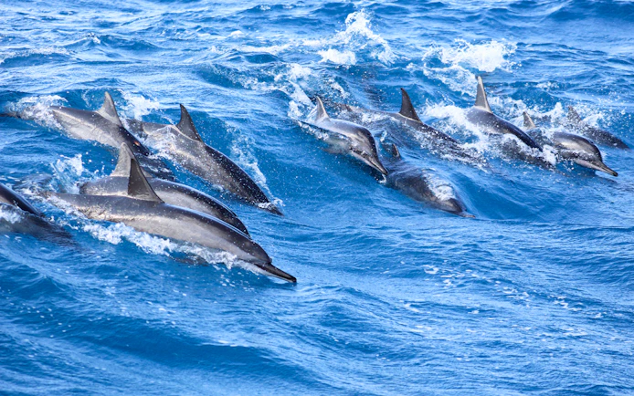 Dolphins swimming in the ocean during a West Oahu snorkel sail.
