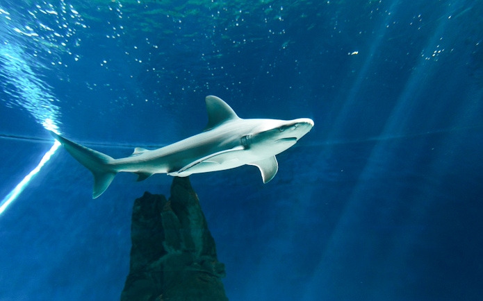 Shark swimming in a tank at Genoa Aquarium.