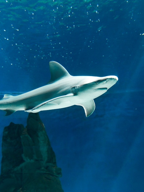 Shark swimming in a tank at Genoa Aquarium.