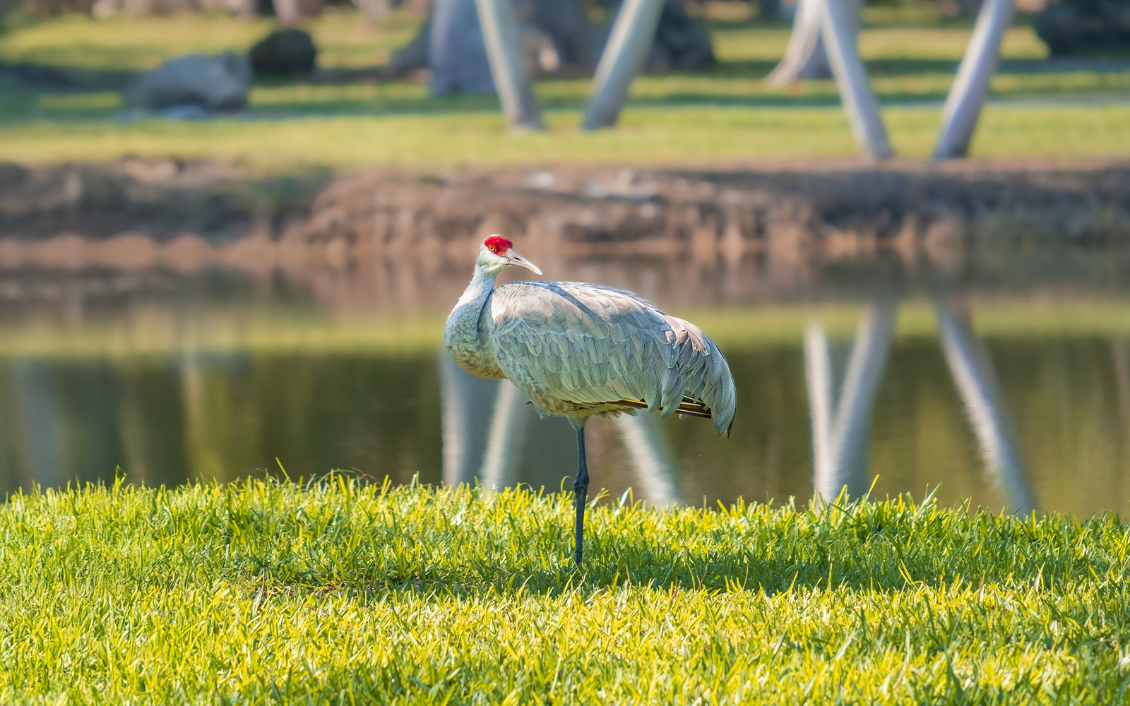 Sandhill crane standing by a pond in Everglades National Park, Florida.