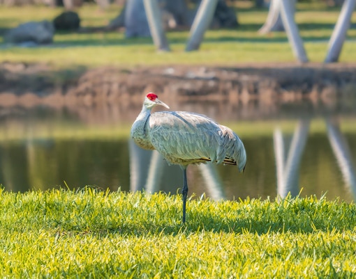 Sandhill crane standing by a pond in Everglades National Park, Florida.