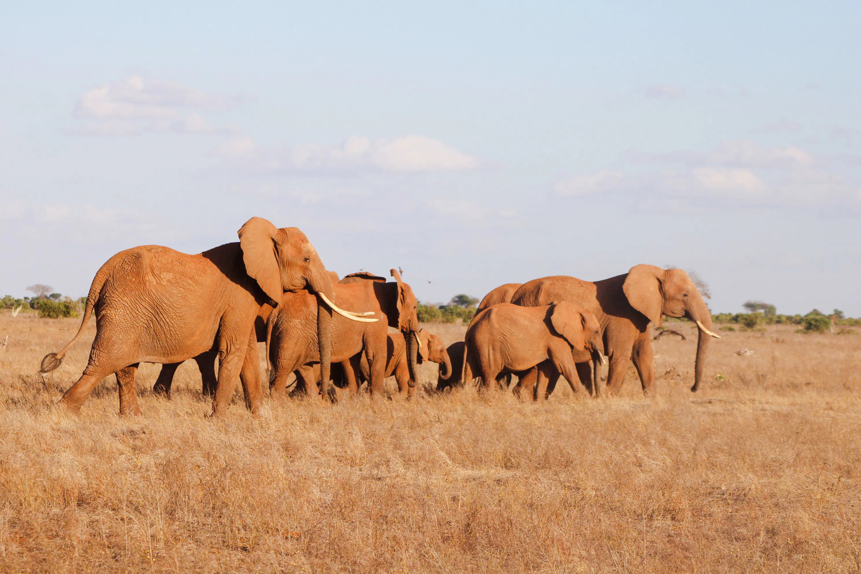 3-Day Tsavo East National Park Safari from Mombasa Image 3