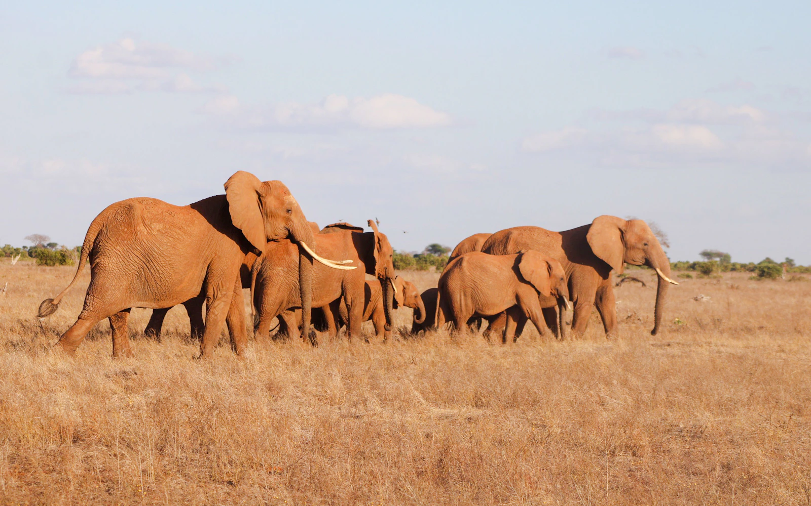 3-Day Tsavo East National Park Safari from Mombasa Image 3