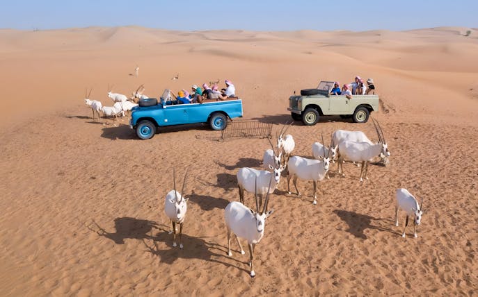 Vintage Land Rover on Dubai desert safari exploring Bedouin culture.