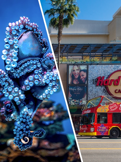 Aquarium octopus and Los Angeles sightseeing bus near Hard Rock Cafe.