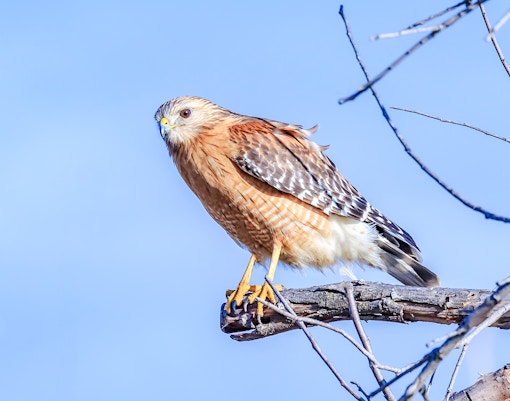 Red-shouldered Hawk perched on a branch in Everglades Holiday Park.