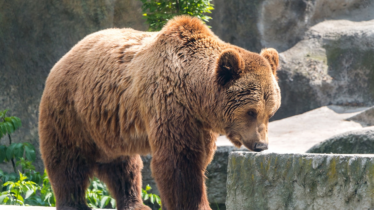 Nearby - This is a Photograph of Budapest Zoo