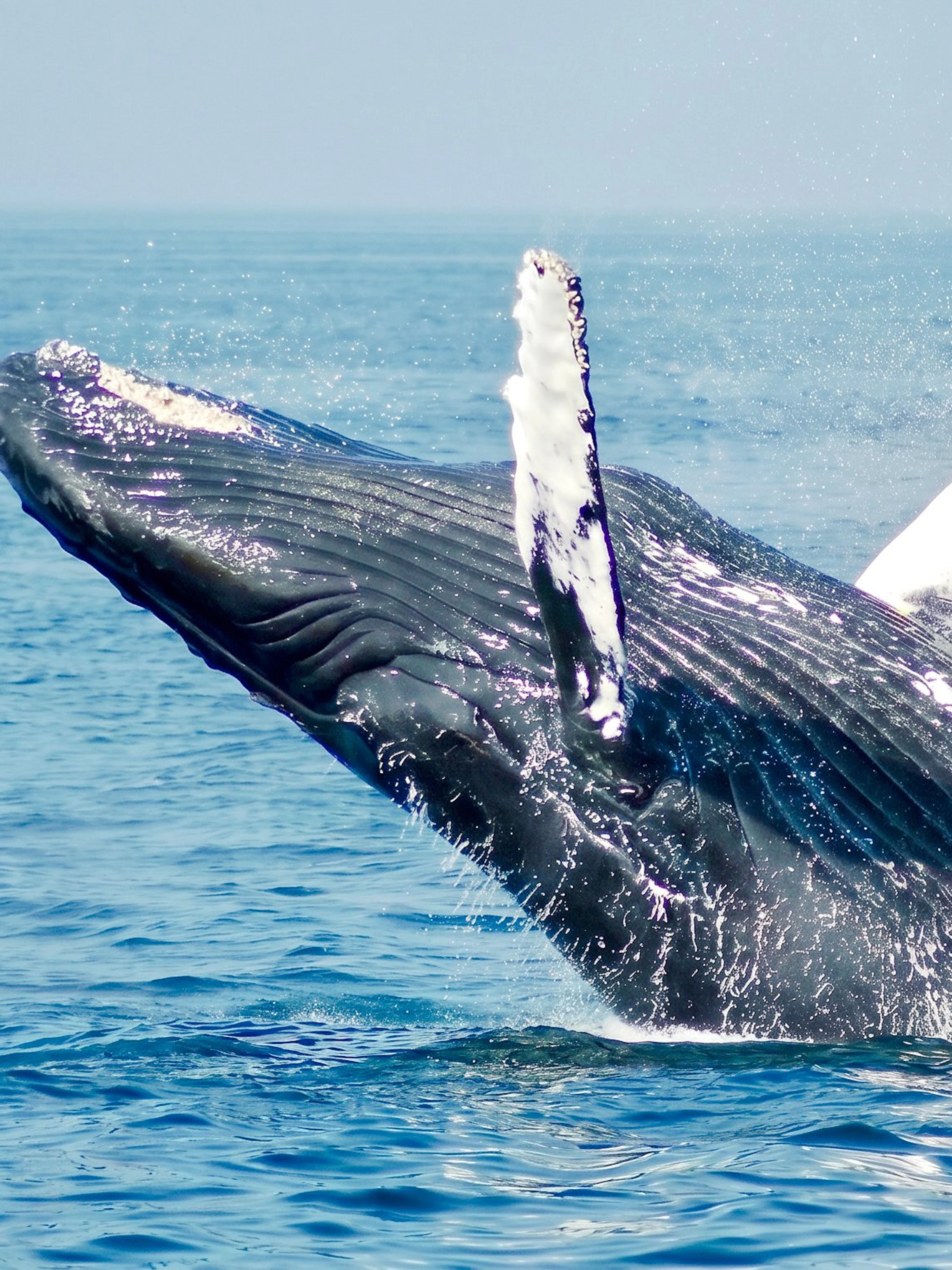 Whale breaching in the ocean during a Mauritius encounter tour.