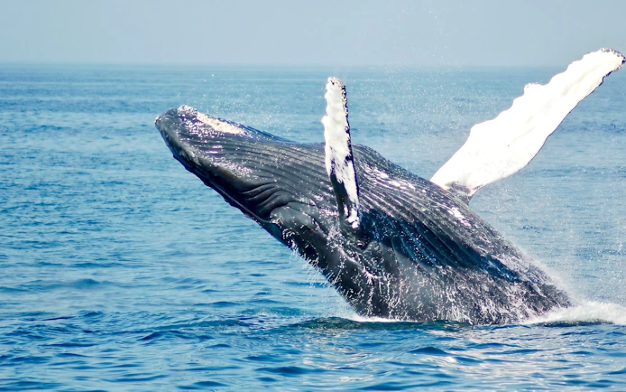 Whale breaching in the ocean during a Mauritius encounter tour.