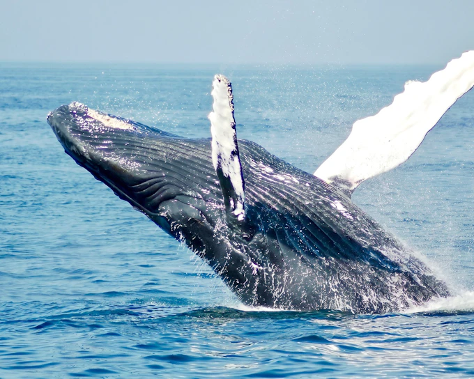 Private boat tour with Whale & Dolphin sightings & BBQ lunch