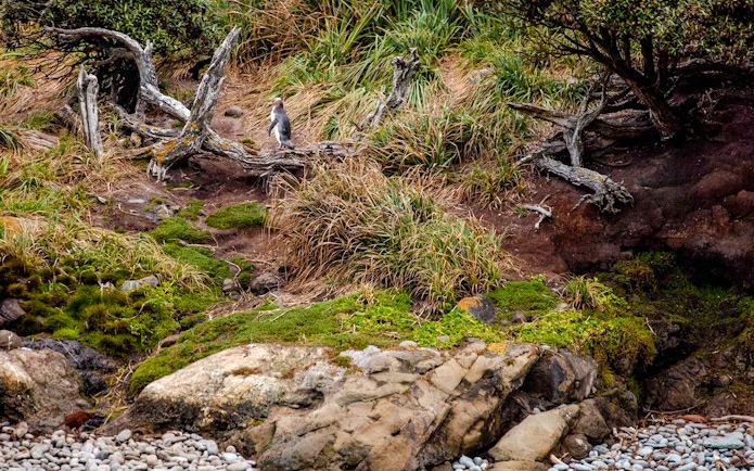 Yellow-eyed penguin on rocky, grassy slope, Stewart Island.