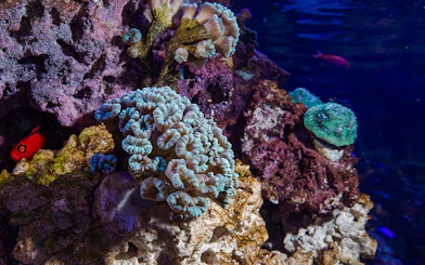 Coral reef display at New England Aquarium, Boston.