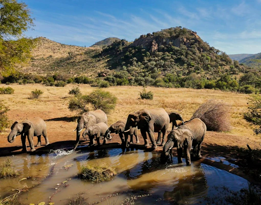 Pilanesberg National Park