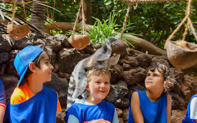 Children interacting with a lemur at Oasis Wildlife, surrounded by hanging coconuts.