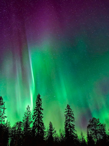 Northern Lights over snowy Rovaniemi landscape with silhouetted trees.