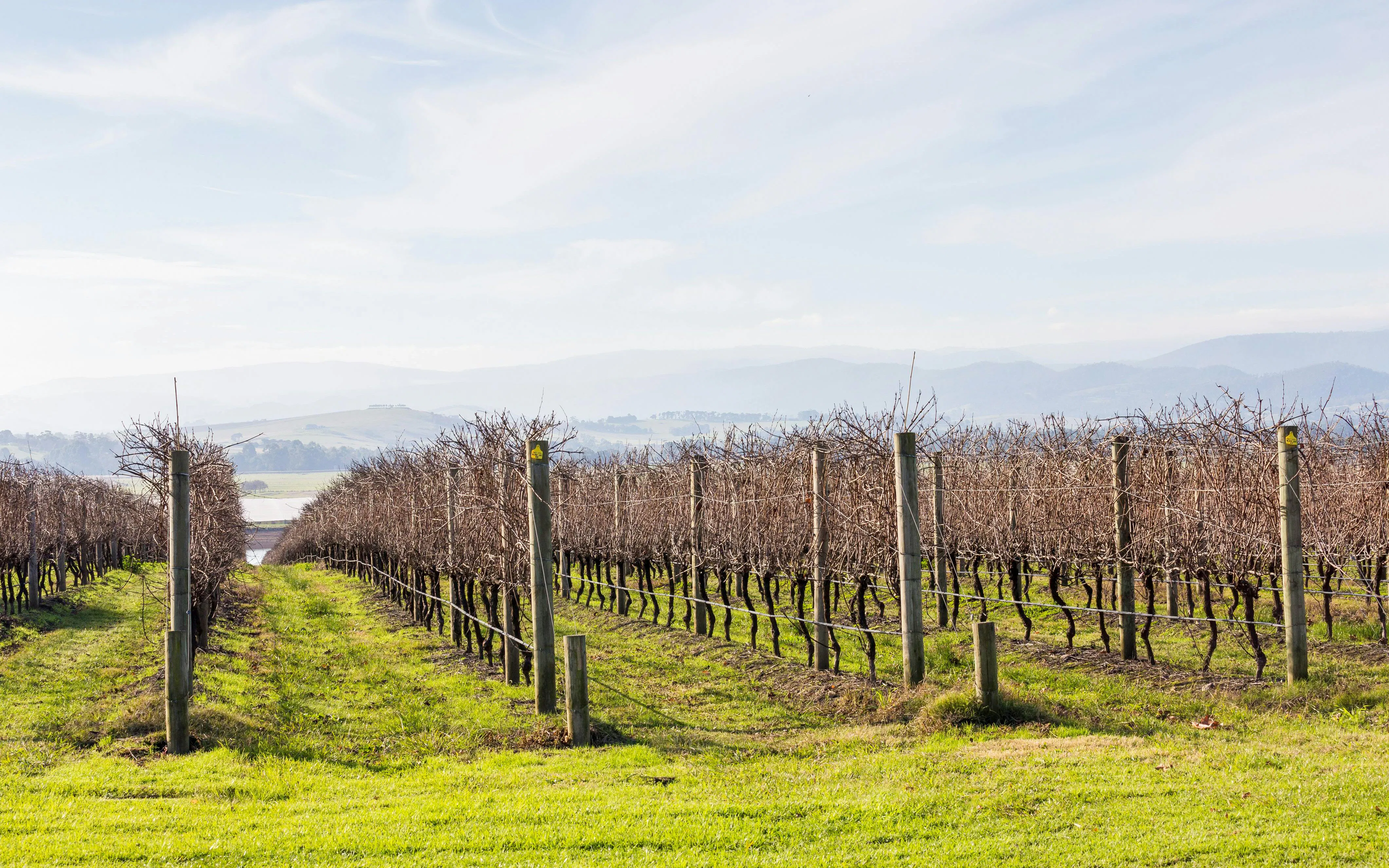 From Melbourne: Yarra Valley Half-Day Wine Tour with Tastings at Two Premium Wineries