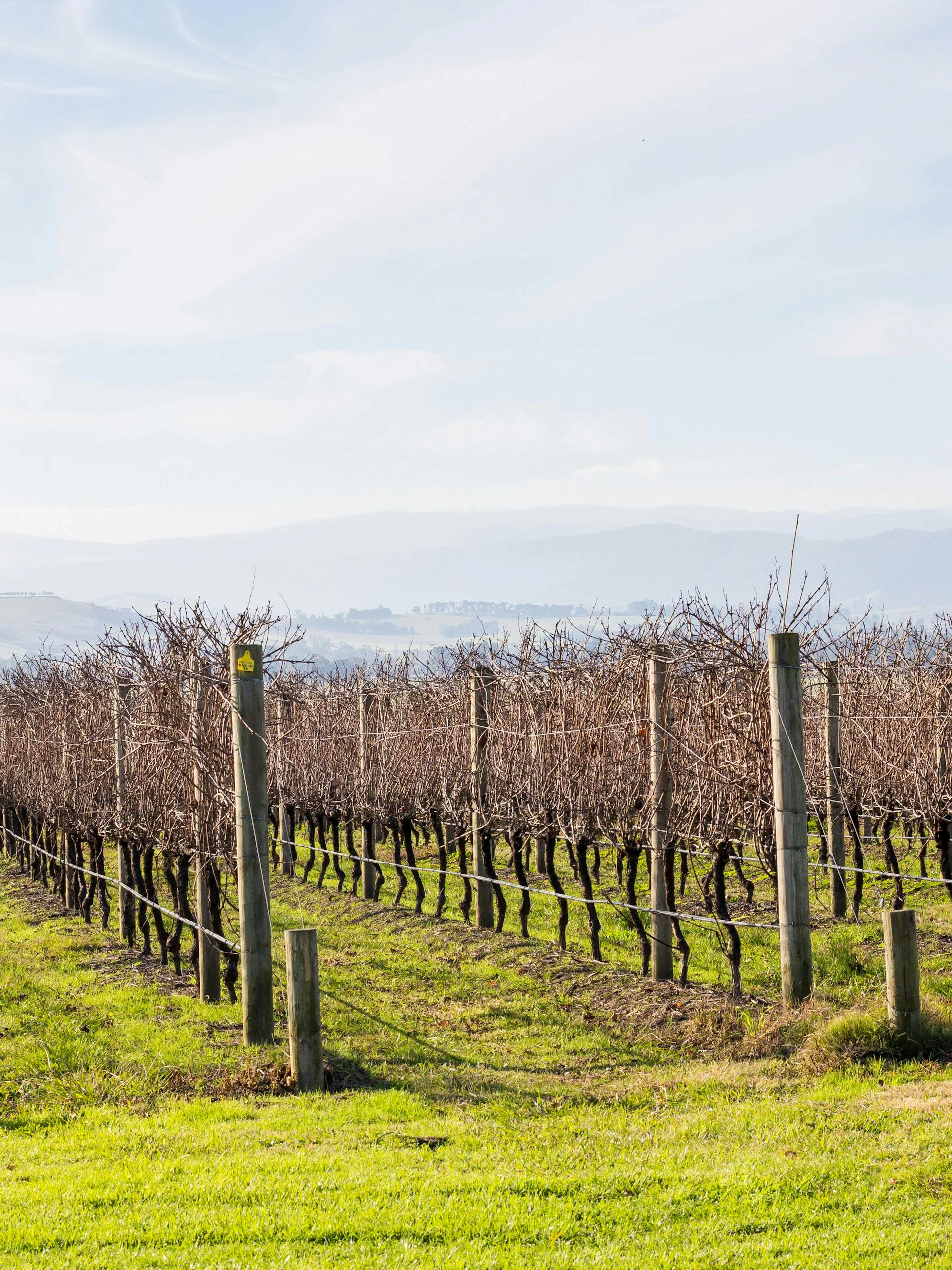 Vineyard rows in Yarra Valley with distant hills in the background.