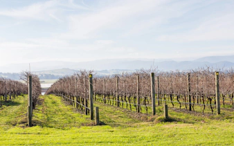 Vineyard rows in Yarra Valley with distant hills in the background.