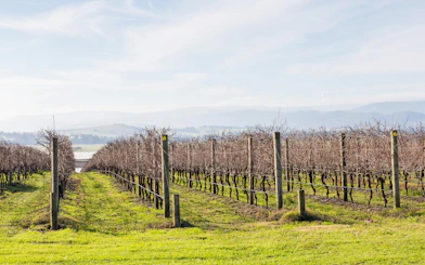 Vineyard rows in Yarra Valley with distant hills in the background.