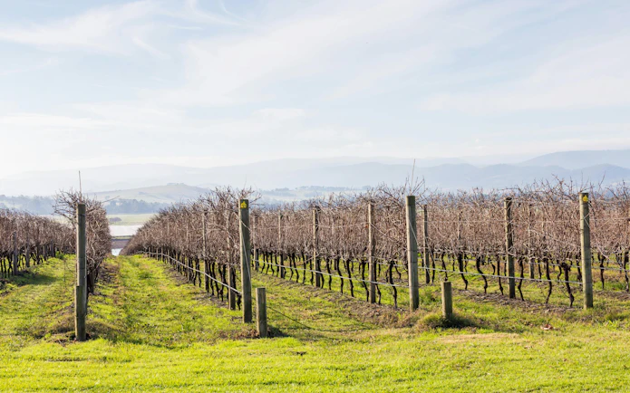 Vineyard rows in Yarra Valley with distant hills in the background.