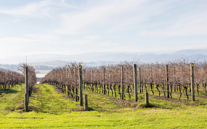 Vineyard rows in Yarra Valley with distant hills in the background.