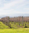 Vinos de Yering Farm