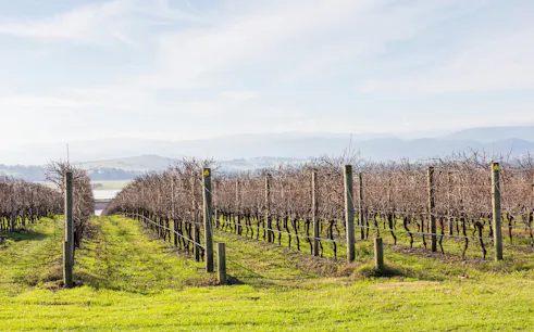 Vineyard rows in Yarra Valley with distant hills in the background.