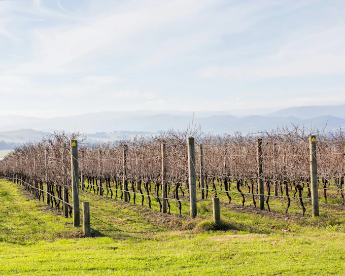 From Melbourne: Yarra Valley Half-Day Wine Tour with Tastings at Two Premium Wineries