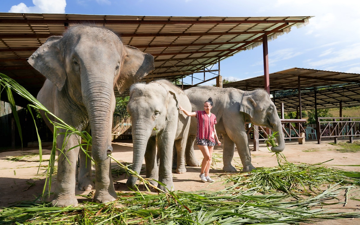 Woman interacting with elephants at Elephant Jungle Sanctuary, Chiang Mai.
