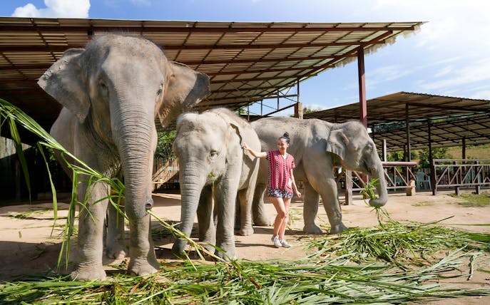 Woman interacting with elephants at Elephant Jungle Sanctuary, Chiang Mai.
