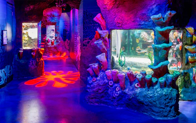 Colorful coral displays and aquarium tanks at SEA LIFE Melbourne.