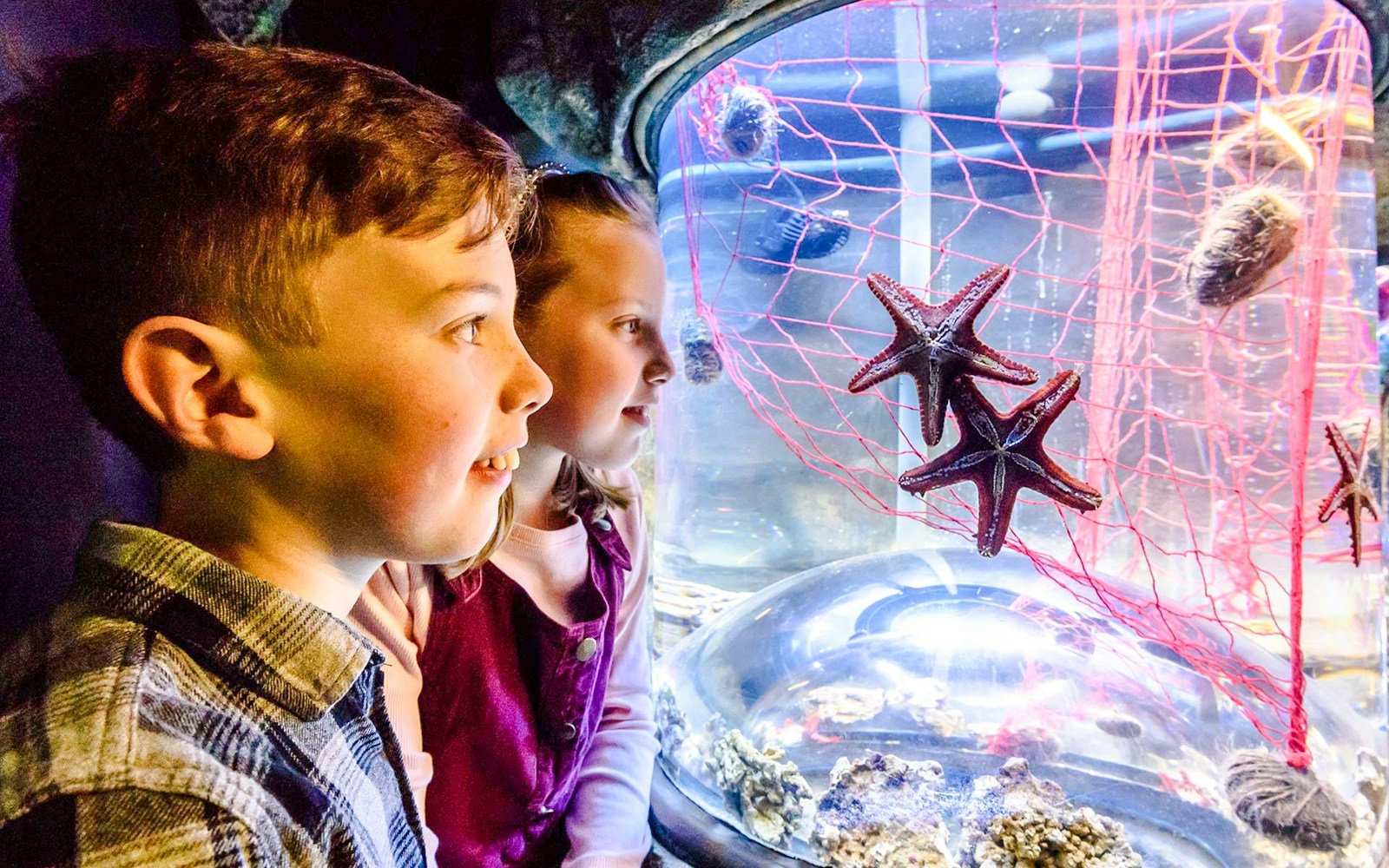 Children observing starfish at SEA Life Brighton aquarium.
