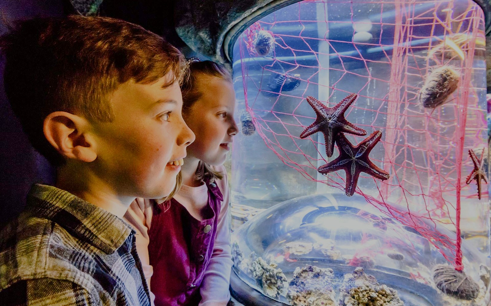 Children observing starfish at SEA Life Brighton aquarium.