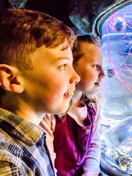Children observing starfish at SEA Life Brighton aquarium.
