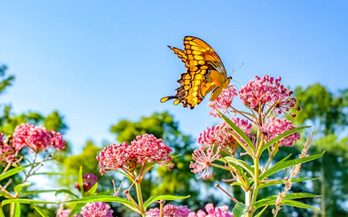 Butterfly on pink flower at Dubai Butterfly Garden.