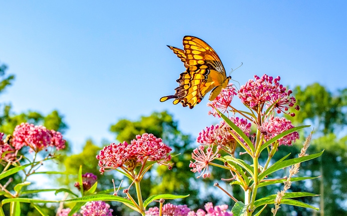 Butterfly on pink flower at Dubai Butterfly Garden.
