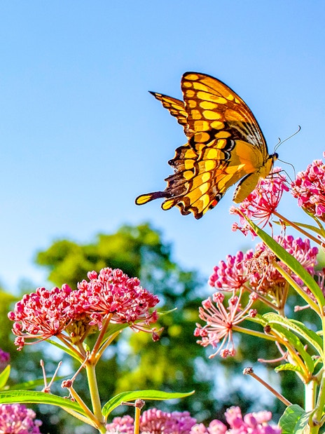 Butterfly on pink flower at Dubai Butterfly Garden.