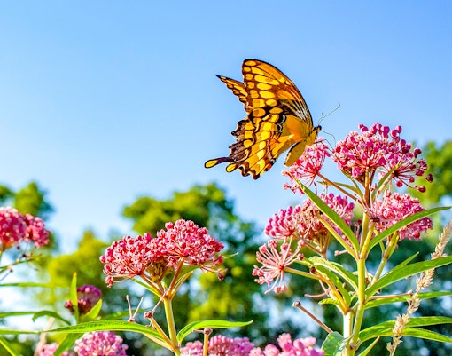Dubai Miracle Garden Tickets