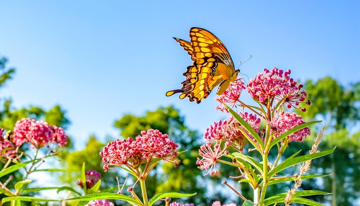 Butterfly on flower at Dubai Butterfly Garden.