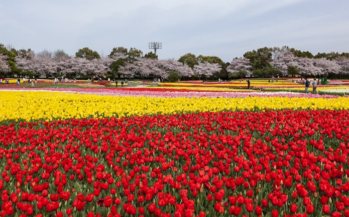 Tulip fields in bloom at a park in Japan, accessible with Kintetsu Rail Pass.