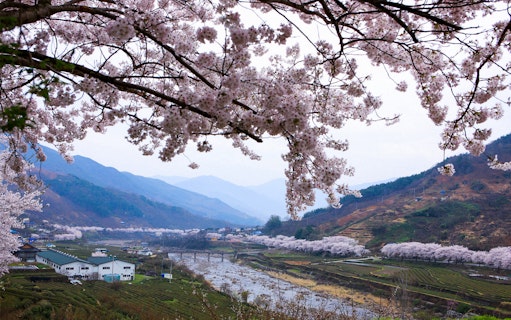 Cherry blossoms over a scenic valley with mountains and a river in the background.