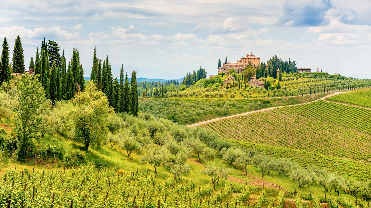 Vineyards and cypress trees in the Chianti region landscape, Tuscany, Italy.
